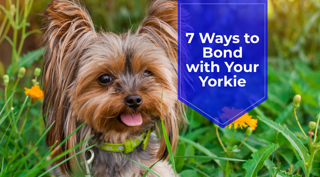 7 Ways to Bond with Your Yorkie