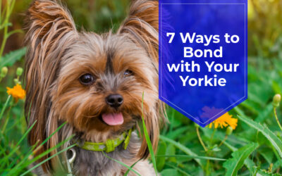 7 Ways to Bond with Your Yorkie