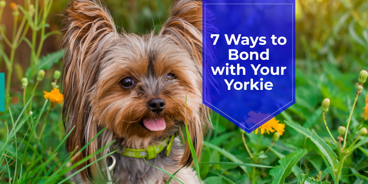 bond with your yorkie