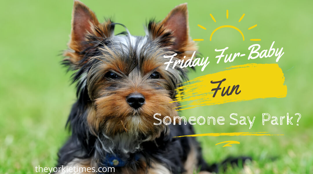 Friday Fur-Baby Fun: Someone Say Park?