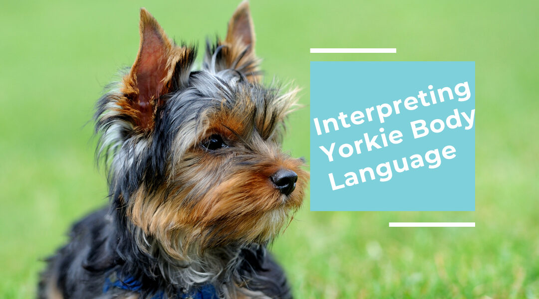 yorkie body language