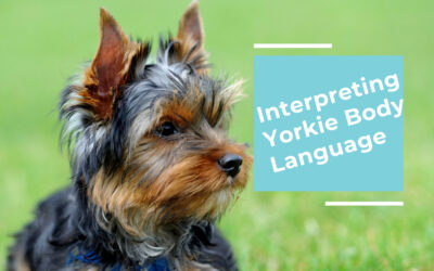 Interpreting Yorkie Body Language