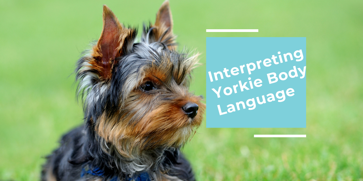 yorkie body language