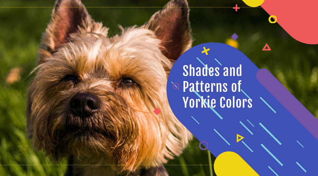 Shades and Patterns of Yorkie Colors