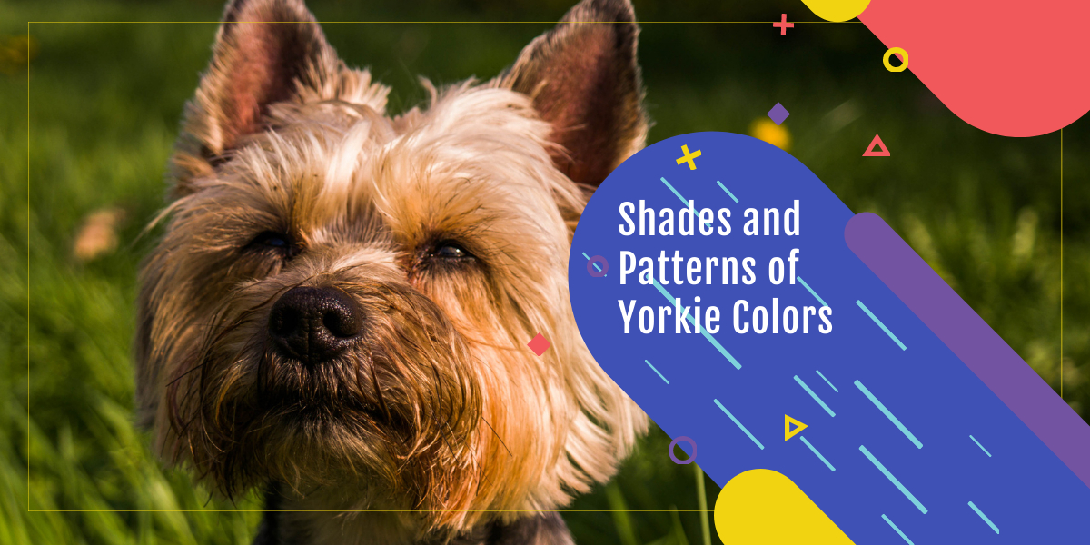 yorkie colors