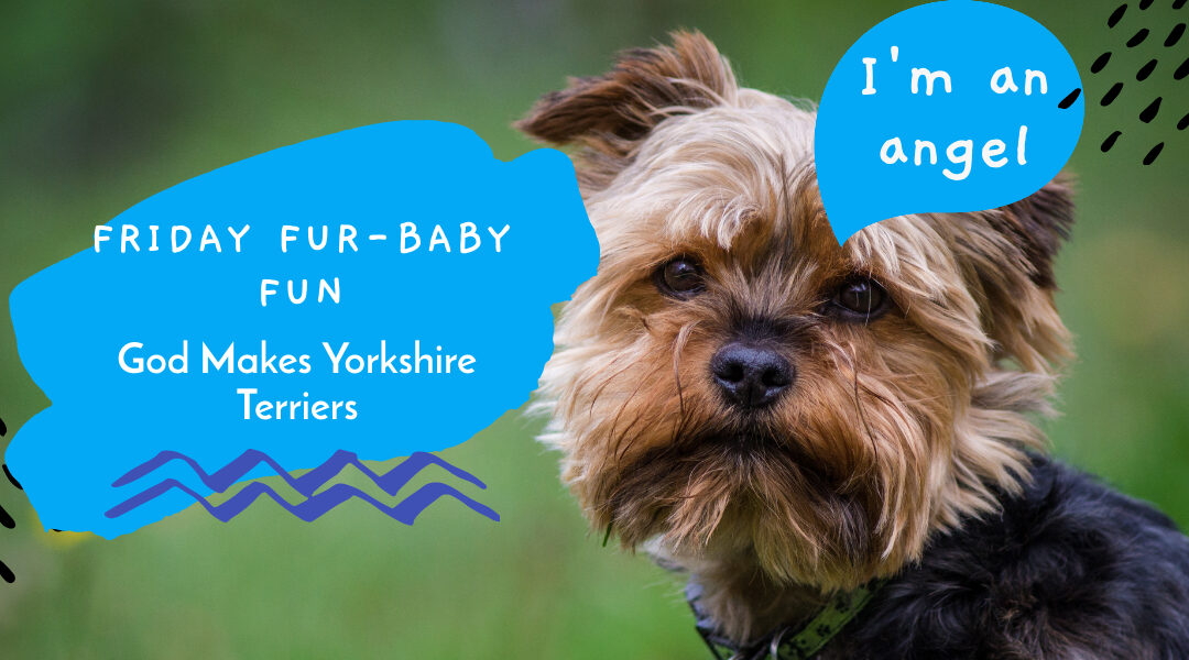 god makes yorkshire terriers