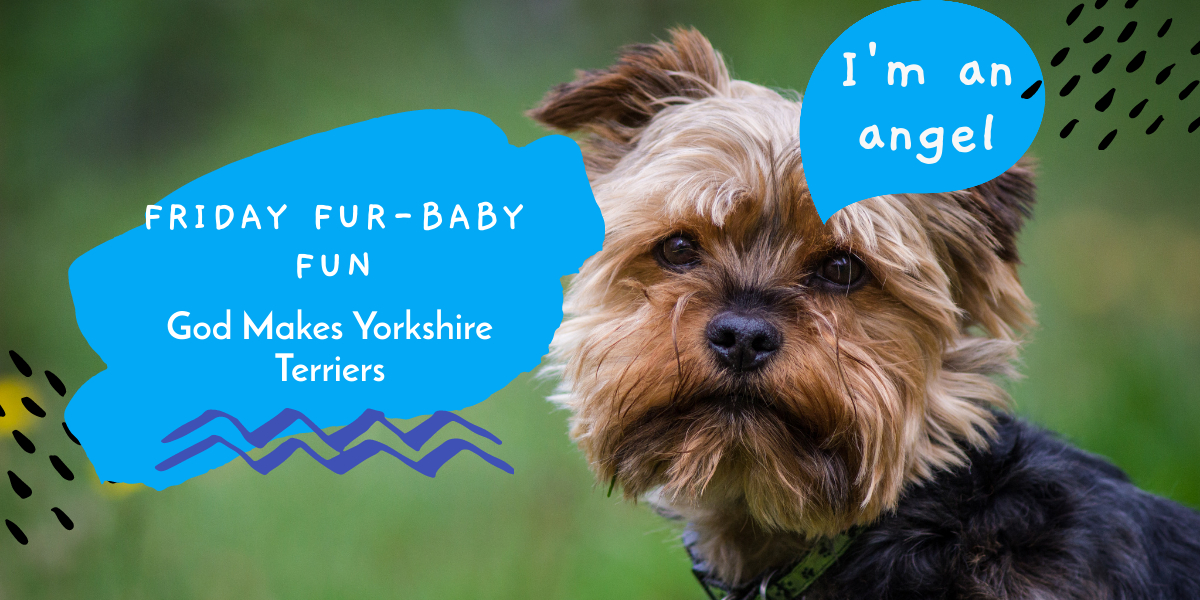 god makes yorkshire terriers