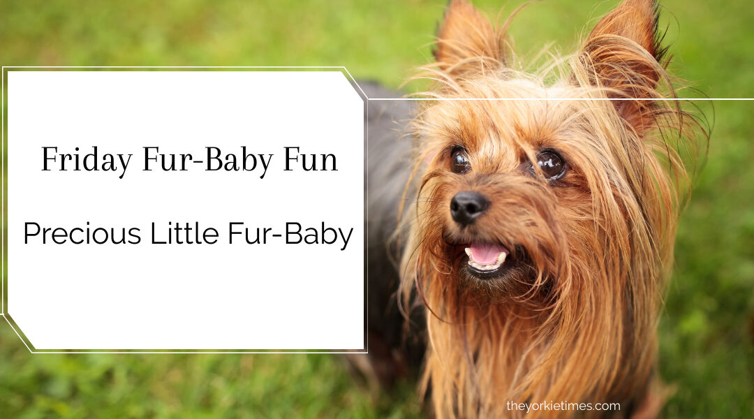 precious little fur-baby