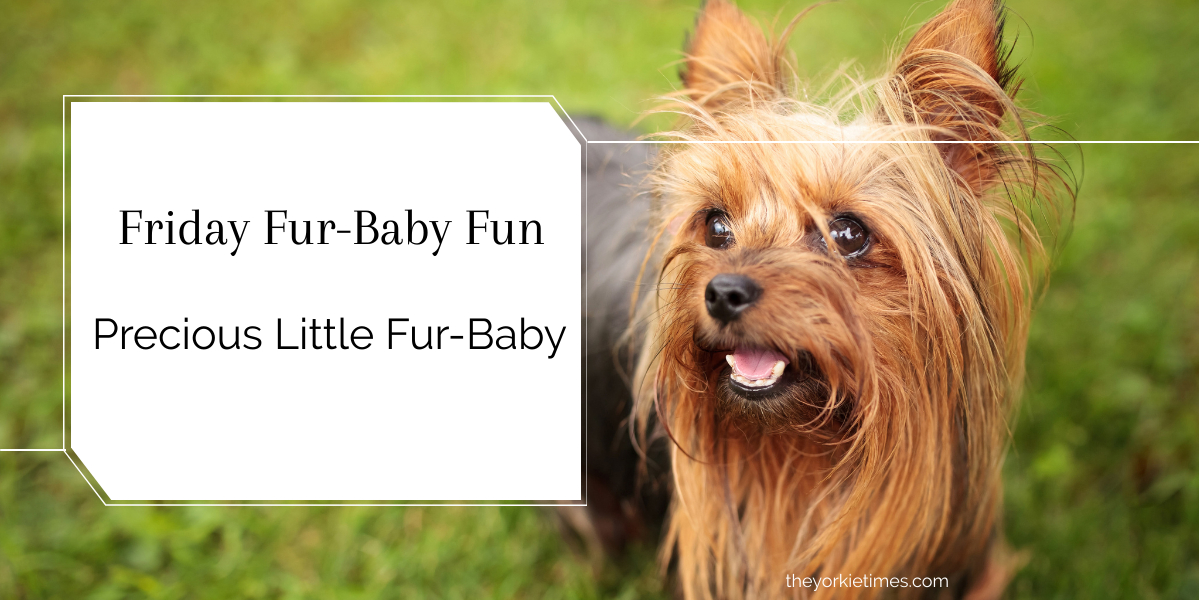 precious little fur-baby