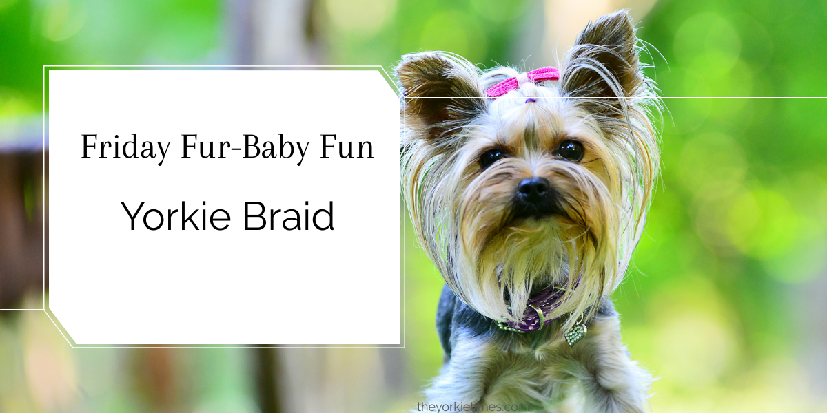 yorkie braid