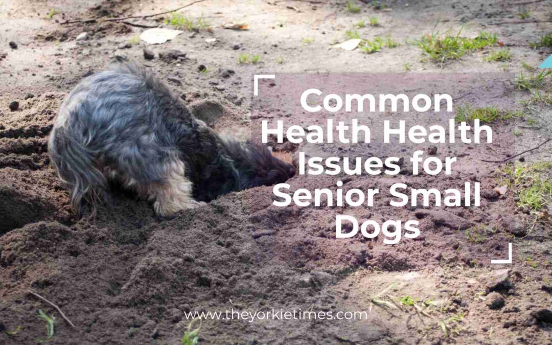 Common Health Issues in Senior Small Dogs