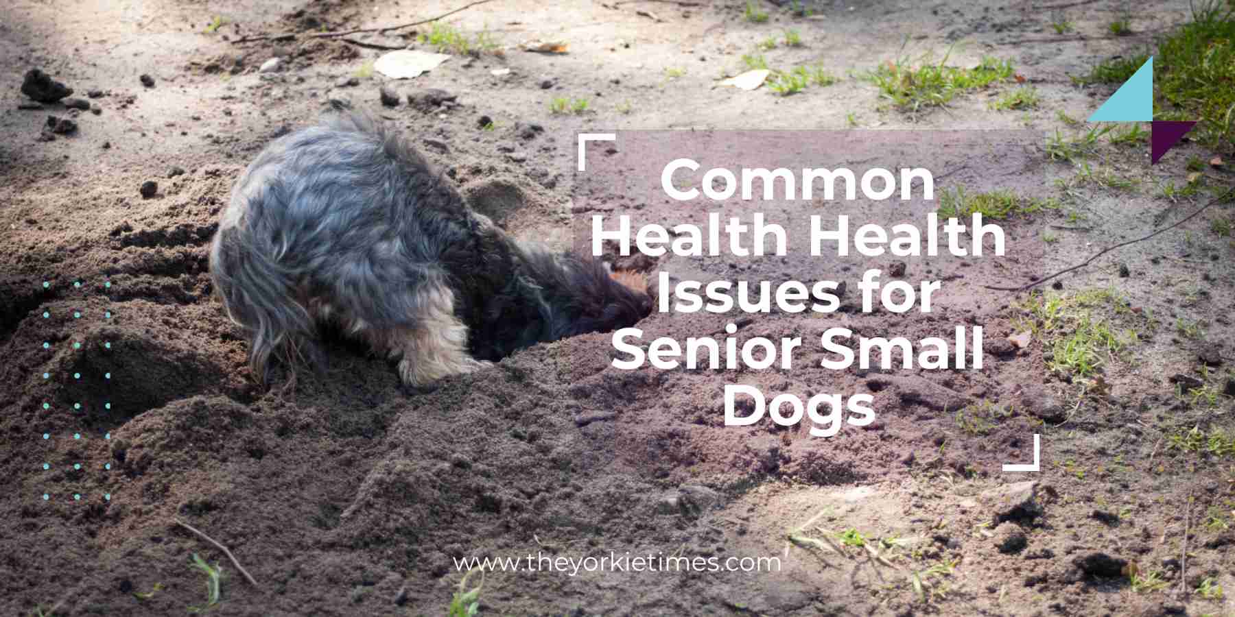 common health issues in senior small dogs
