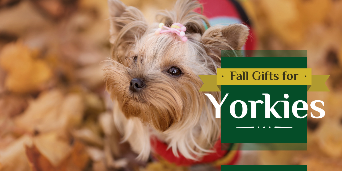 fall gifts for Yorkies