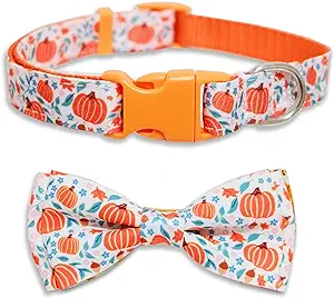 fall pumpkin dog collar fall pumpkin dog collar
