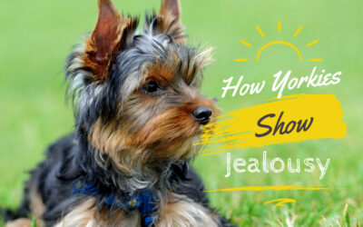 How Yorkies Show Jealousy