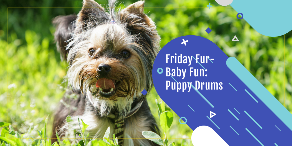 puppy drums