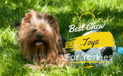 Best Chew Toys for Yorkies