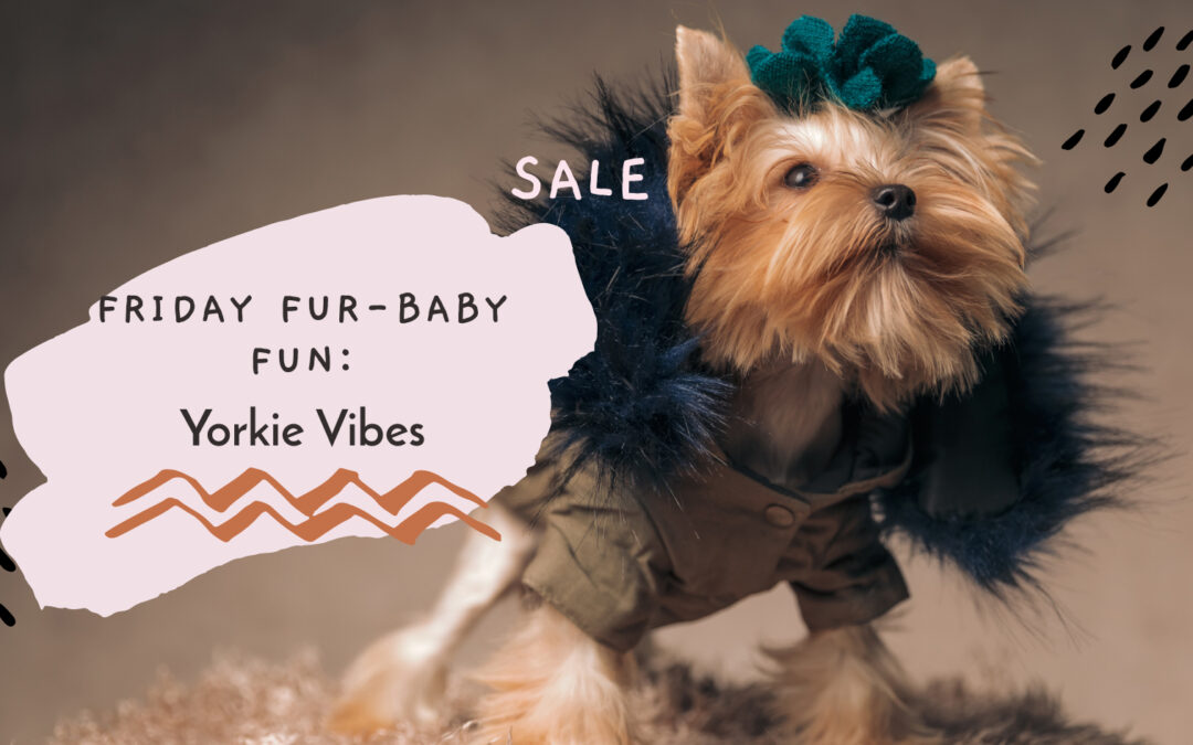yorkie vibes