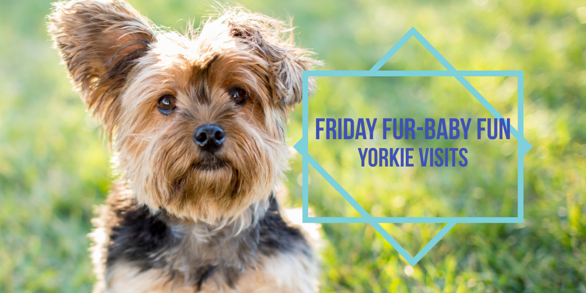 yorkie visits
