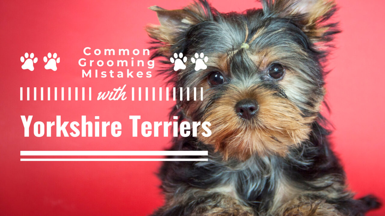 5 Grooming Tips for New Yorkie Parents - Yorkies & Cross-Breeds