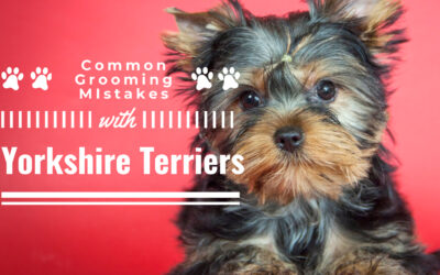 5 Common Grooming Mistakes with Yorkshire Terriers