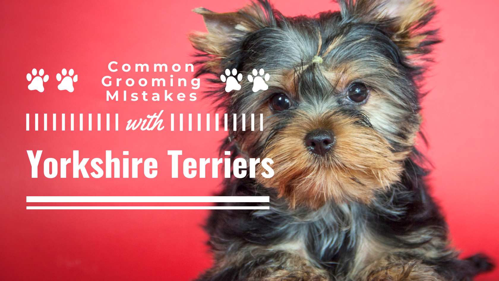 5 Common Grooming Mistakes with Yorkshire Terriers