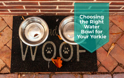 Choosing the Right Water Bowl for Your Yorkie