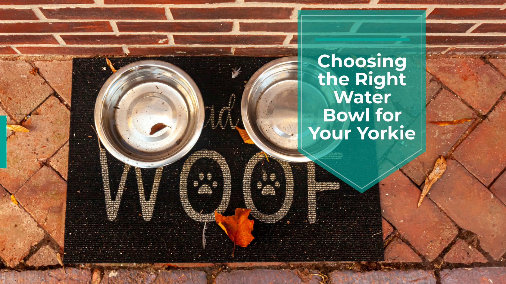 choosing the right water bowl