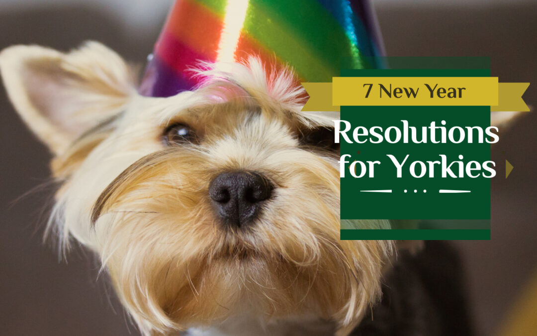 7 New Year Resolutions for Yorkies