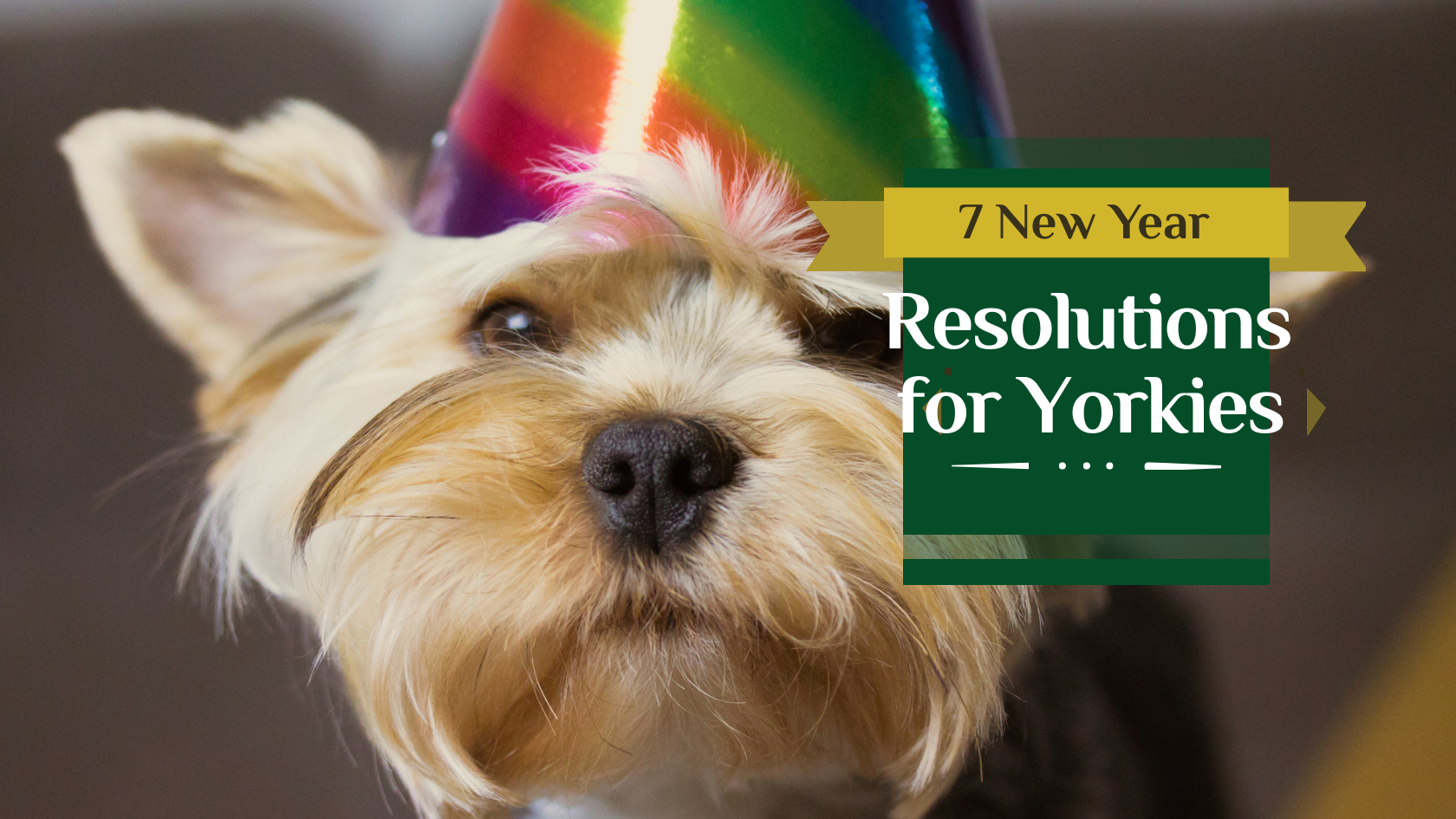 new year resolutions for yorkies