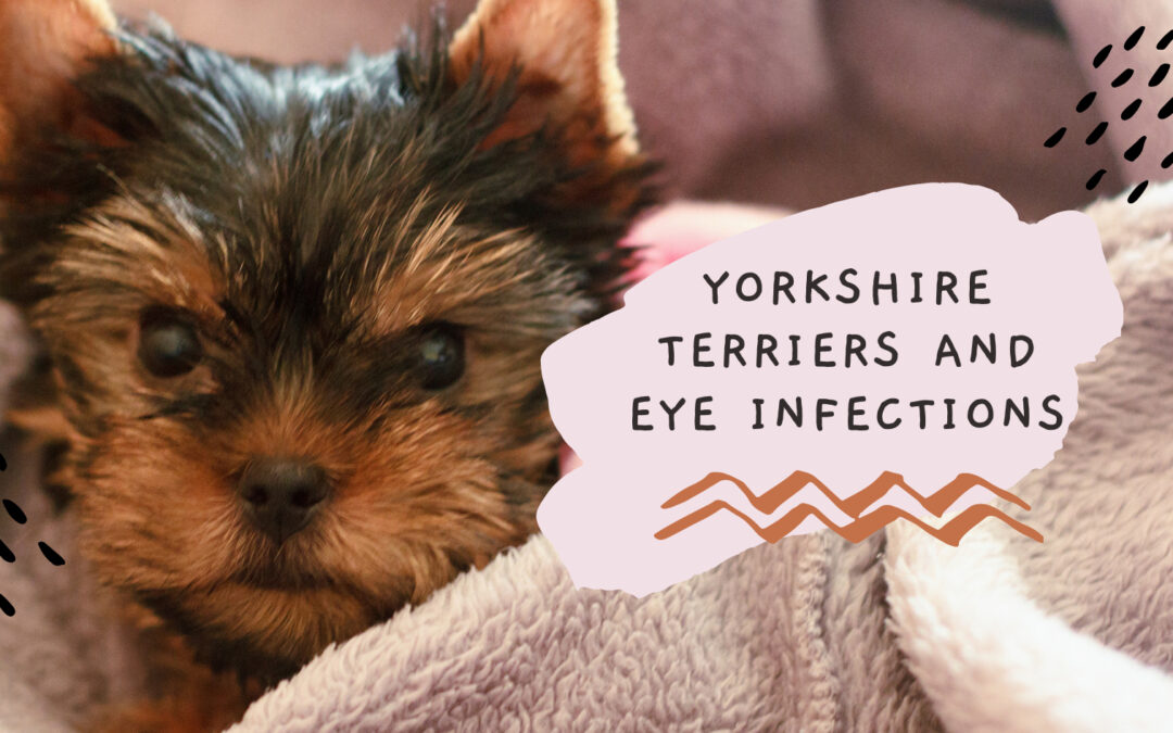yorkshire terriers and eye infections