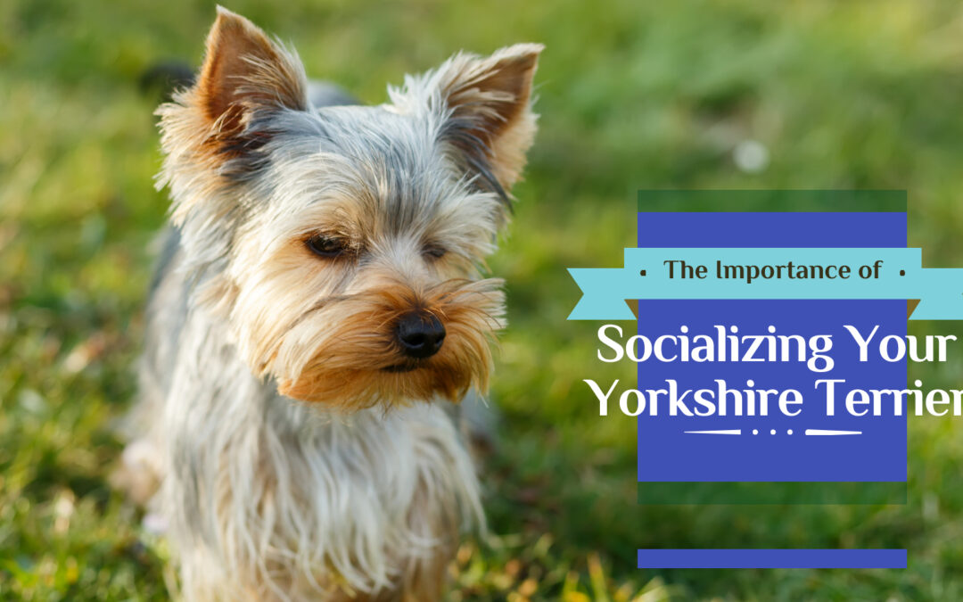 The Importance of Socializing Your Yorkshire Terrier