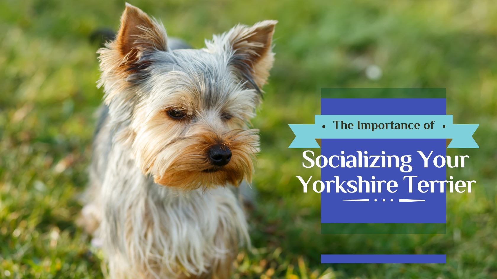 Socializing Your Yorkshire Terrier
