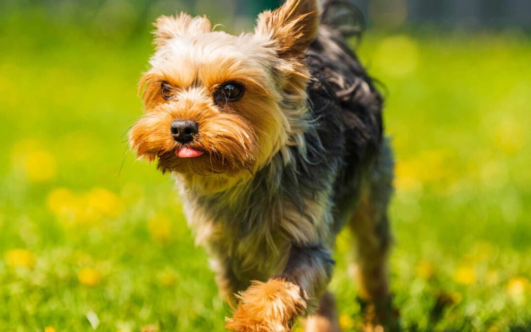 Why dogs follow their owners everywhere?