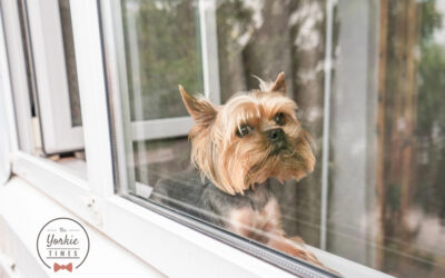 Creating A Senior Dog Friendly Home