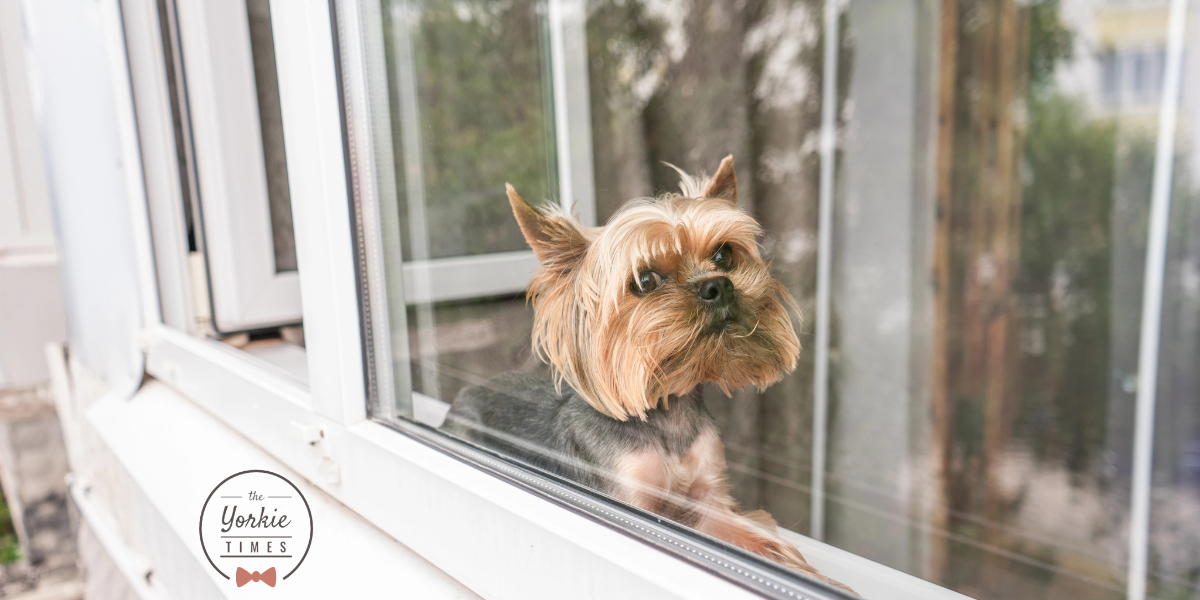 Creating A Senior Dog Friendly Home