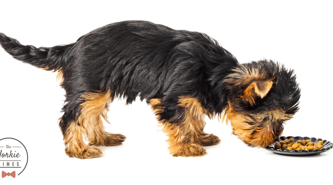 Choosing the Right Dog Food: Dry vs. Wet