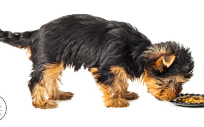 Choosing the Right Dog Food: Dry vs. Wet