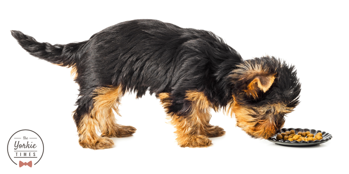 Yorkshire Terrier Choosing the Right Food
