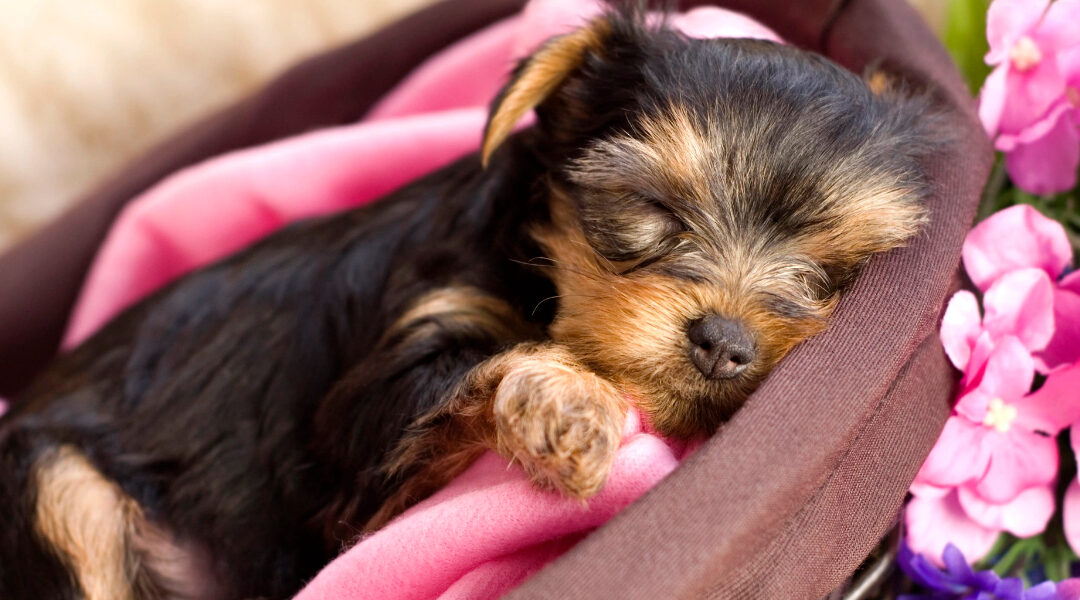 Yorkshire Terrier & Crossbreed Feature Image of Yorkie Puppy surrounded by pink blanket and flowers.