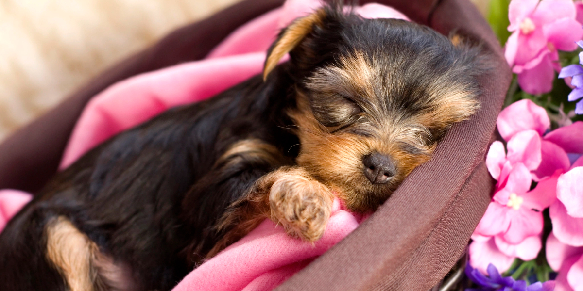 Yorkshire Terrier & Crossbreed Feature Image of Yorkie Puppy surrounded by pink blanket and flowers.