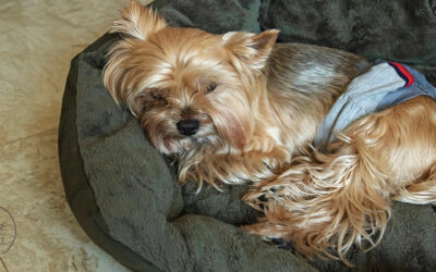 Finding Local Services for Senior Dog Care