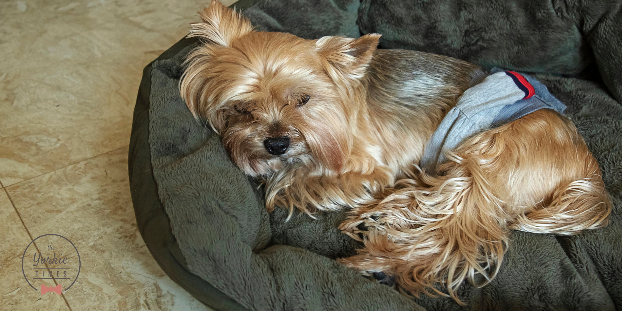 Local services for senior dog care