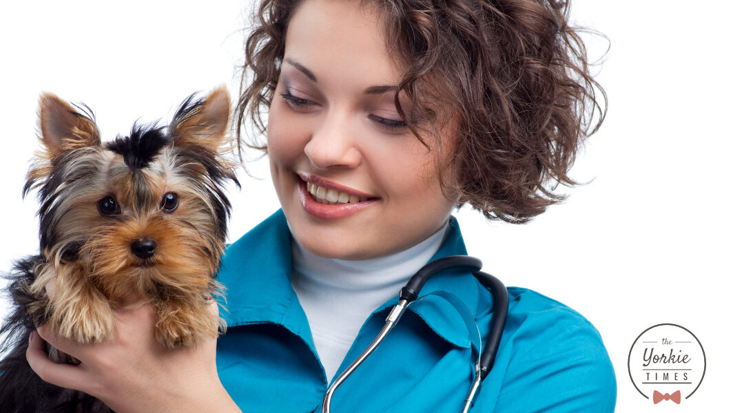 What Is A Luxating Patella in dogs?