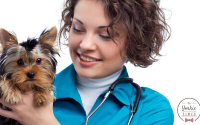 What Is A Luxating Patella in dogs?