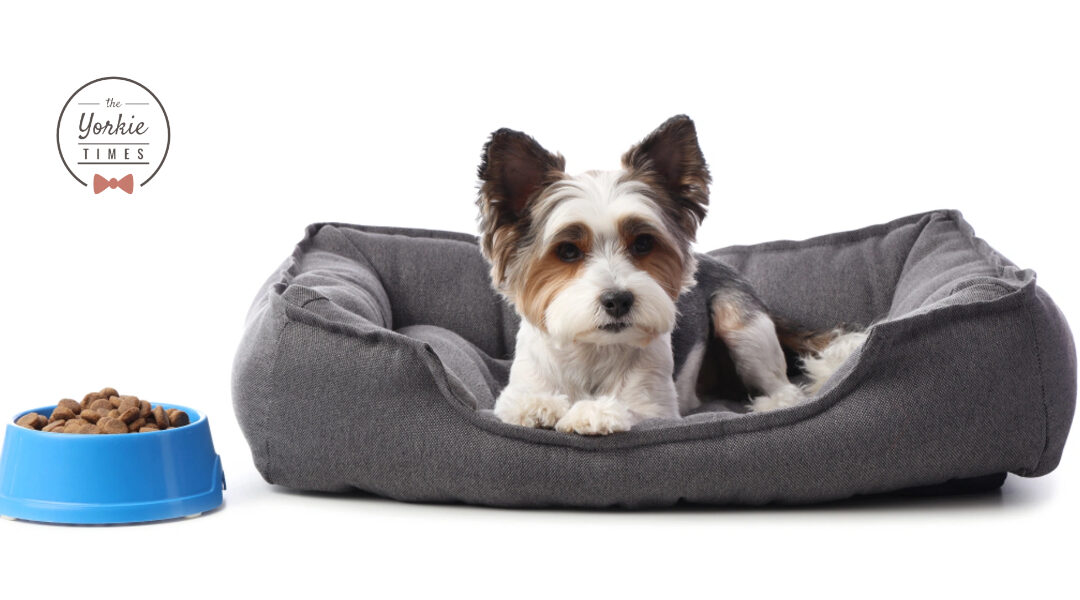 Small Dog Feeding Guidelines