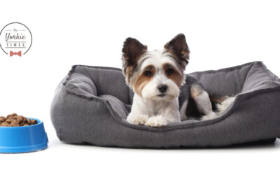 Small Dog Feeding Guidelines