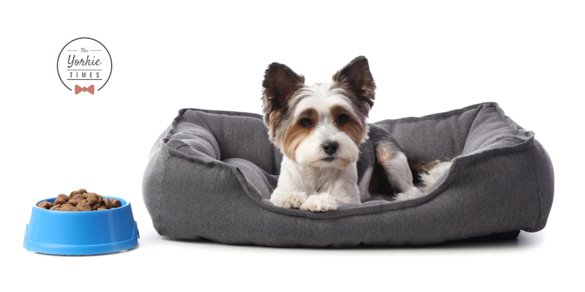 Biewer Terrier sitting in a bed with a food bowl near by
