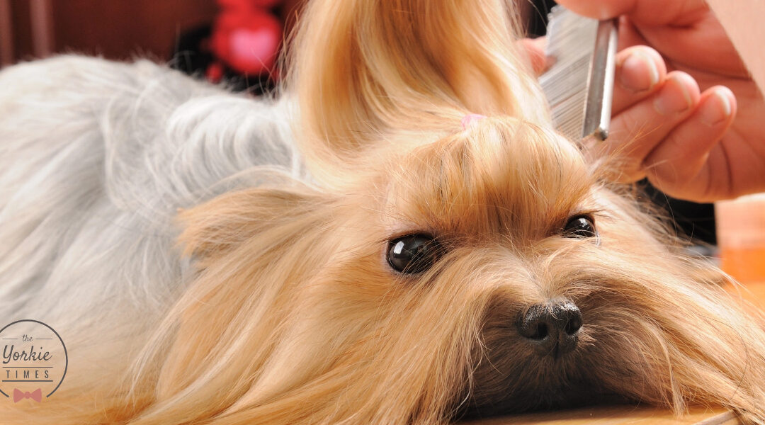 Yorkie Seasonal Grooming Essentials