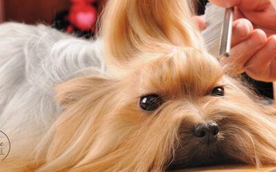 Yorkie Seasonal Grooming Essentials